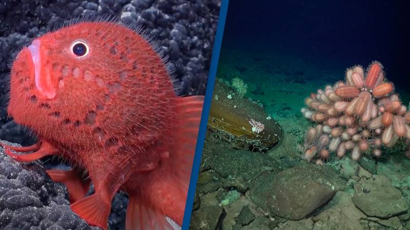 Over 100 never-before-seen species discovered along deep-sea mountain range