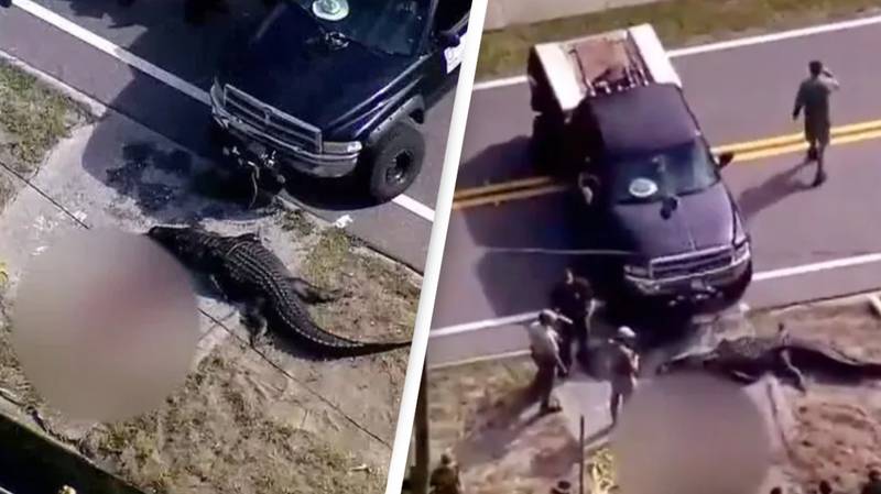 14-foot alligator caught carrying lifeless human body down canal in Florida