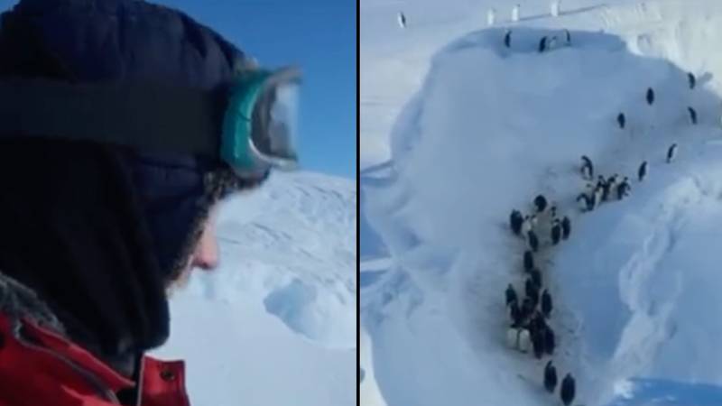 BBC film crew broke big ‘no interference’ rule after spotting problem while filming penguins