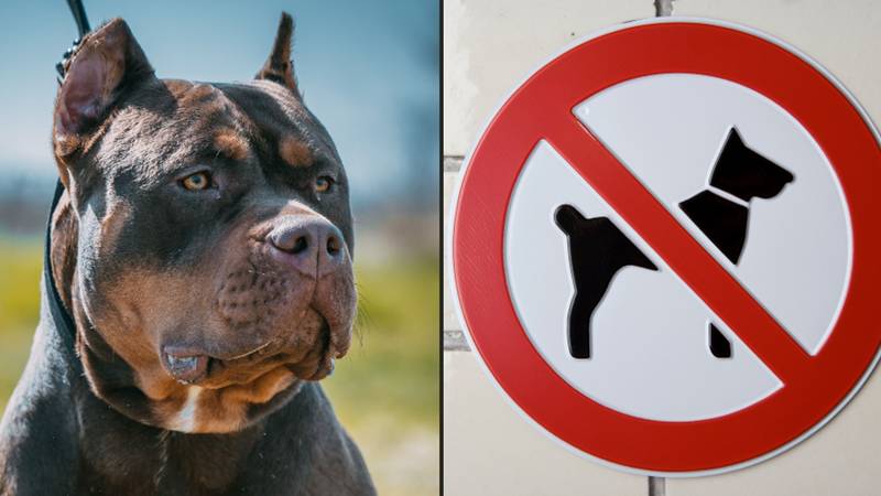 Confusion as dogs now banned from XL bully protest against ban