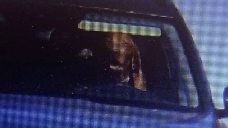 Driver fined after speed camera photo showed dog behind wheel of car
