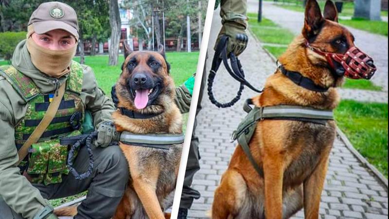 War Dog Abandoned By Russian Troops Swaps Sides And Learns Ukrainian Demands