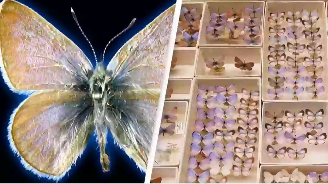 93-year-old butterfly is the first US insect which humans caused to ...
