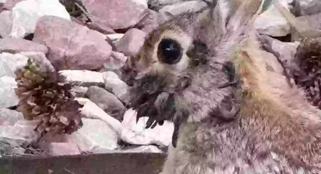 'Frankenstein' rabbits with face tentacles trigger urgent warning from ...