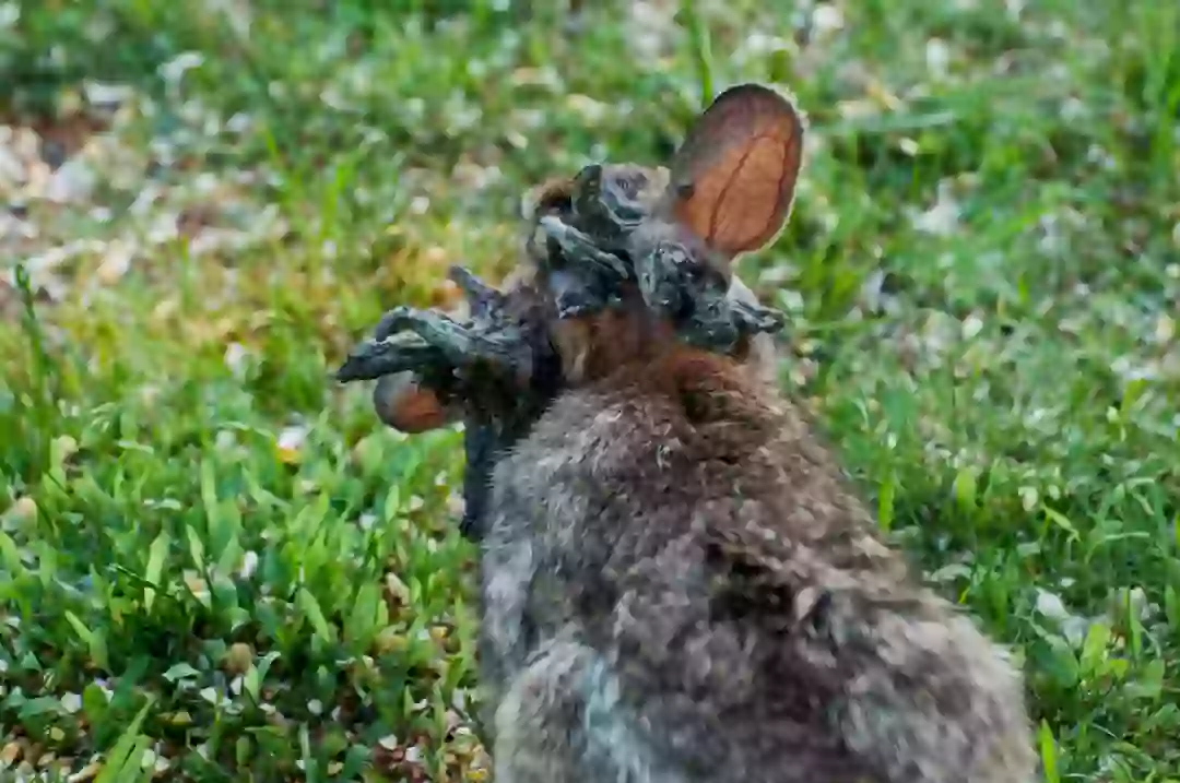 Local makes worrying point about disturbing rabbits with ‘tentacles’ as ...