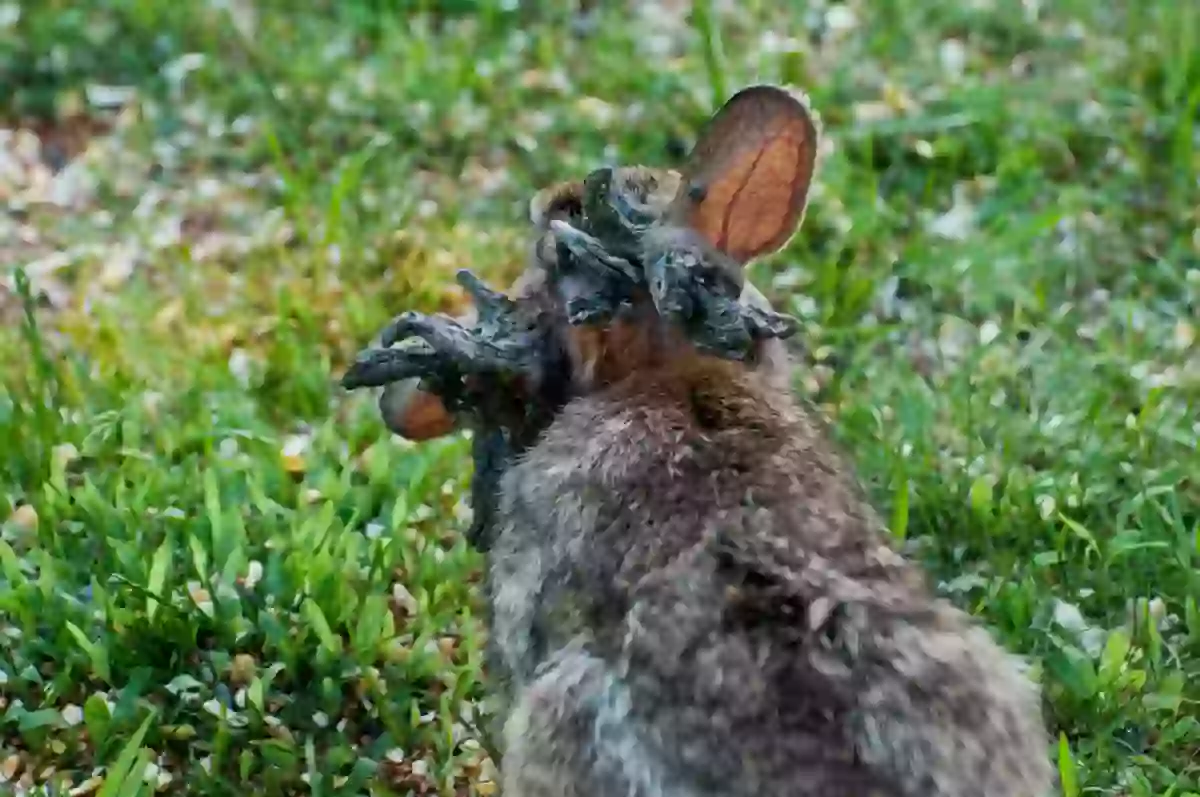 Local makes worrying point about disturbing rabbits with ‘tentacles’ as ...