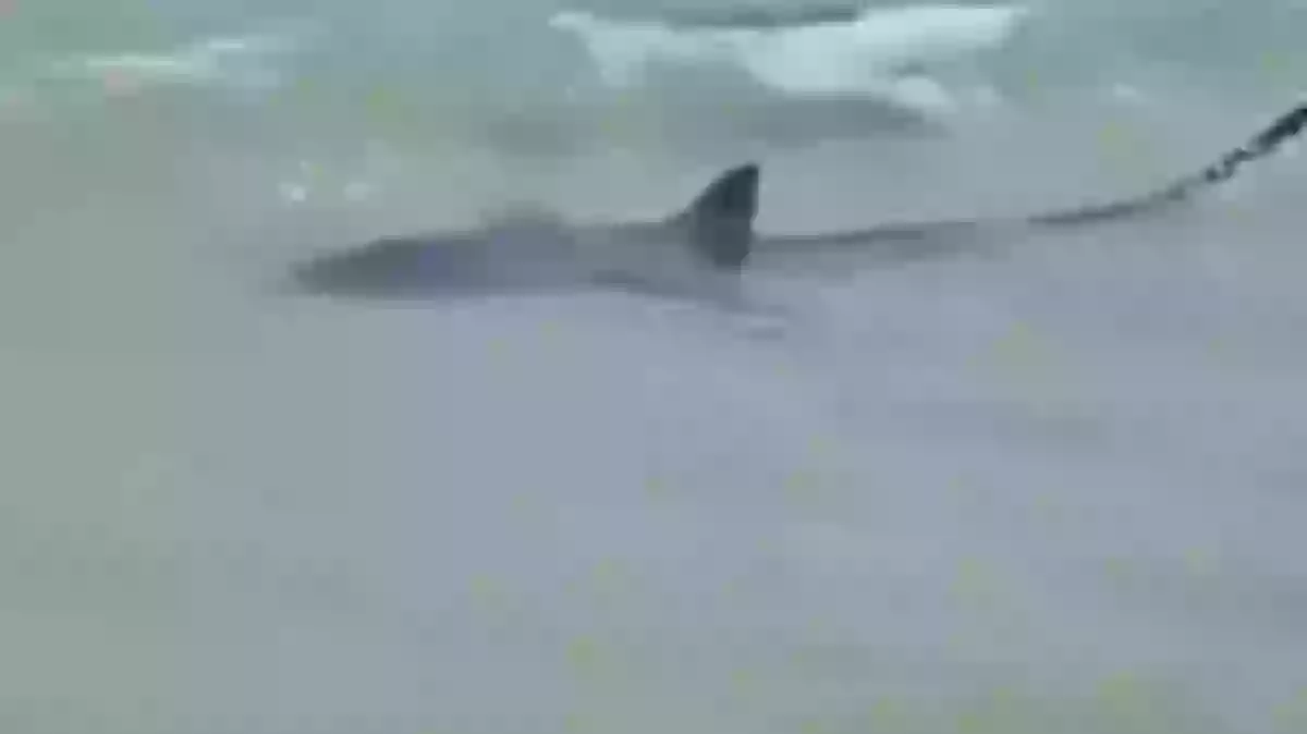 When did the first tsunami hit When did the first tsunami hit