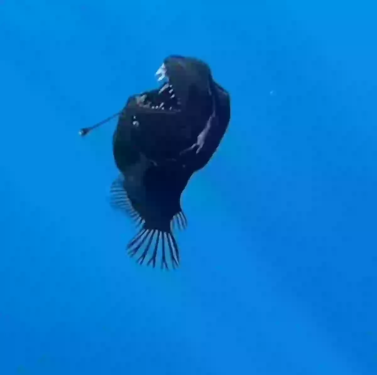Marine expert reveals truth behind terrifying 'demon fish' caught on film