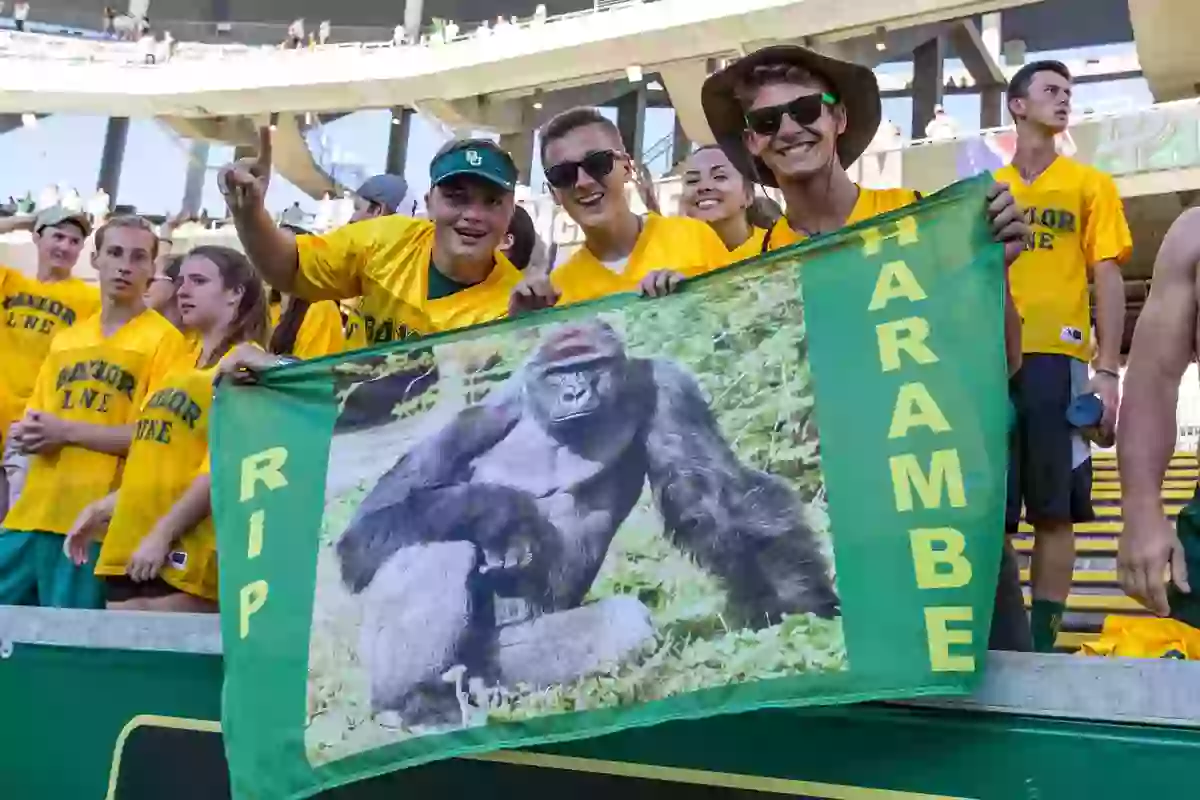Harambe Rasta Major question everyone has about why Harambe was killed has finally ...