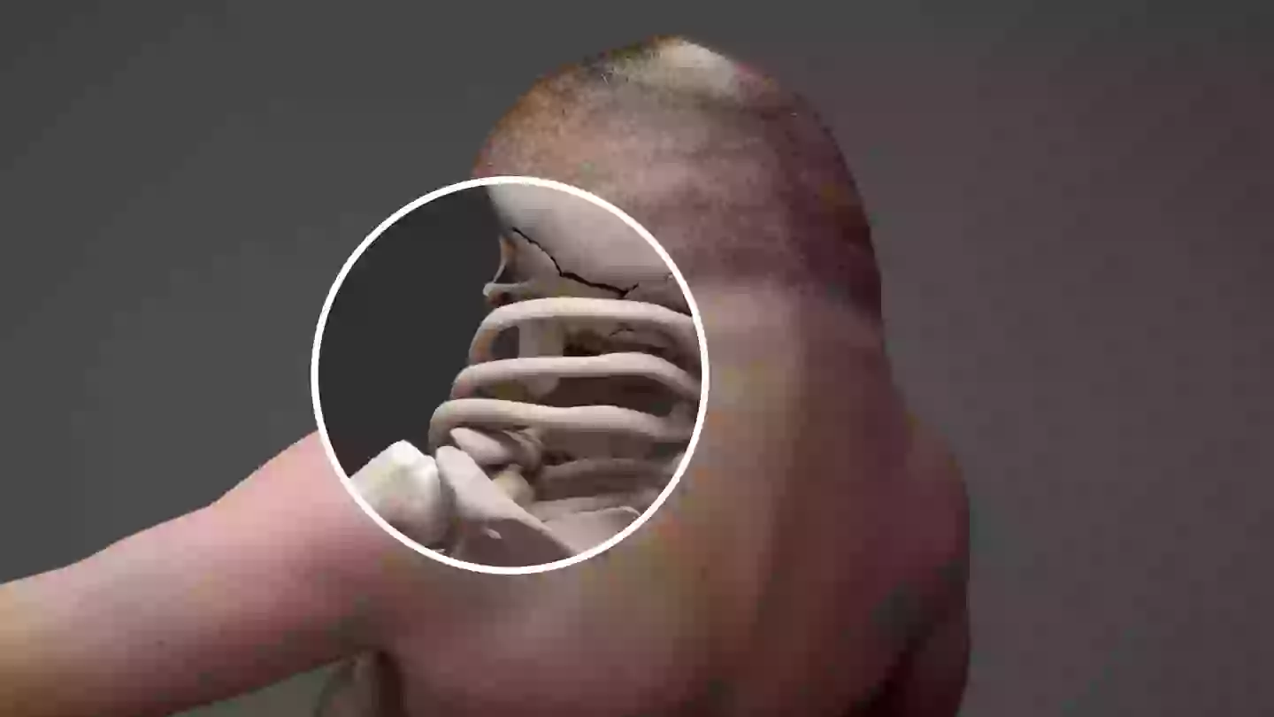 Scientists leave people disturbed as they reveal what humans would need ...