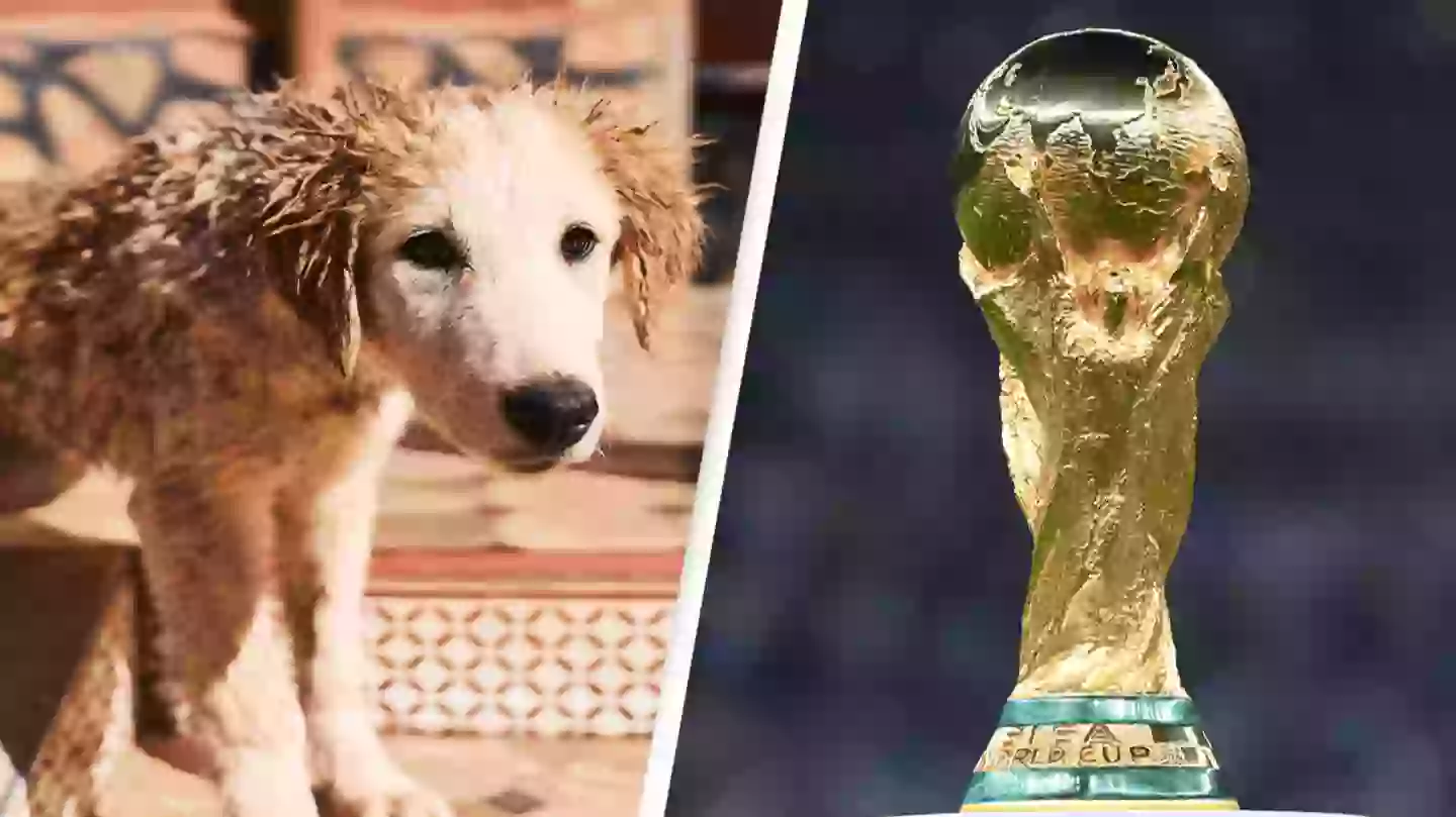 Dog Execution Animal rights activists claim Morocco will execute 3,000,000 dogs ahead ...