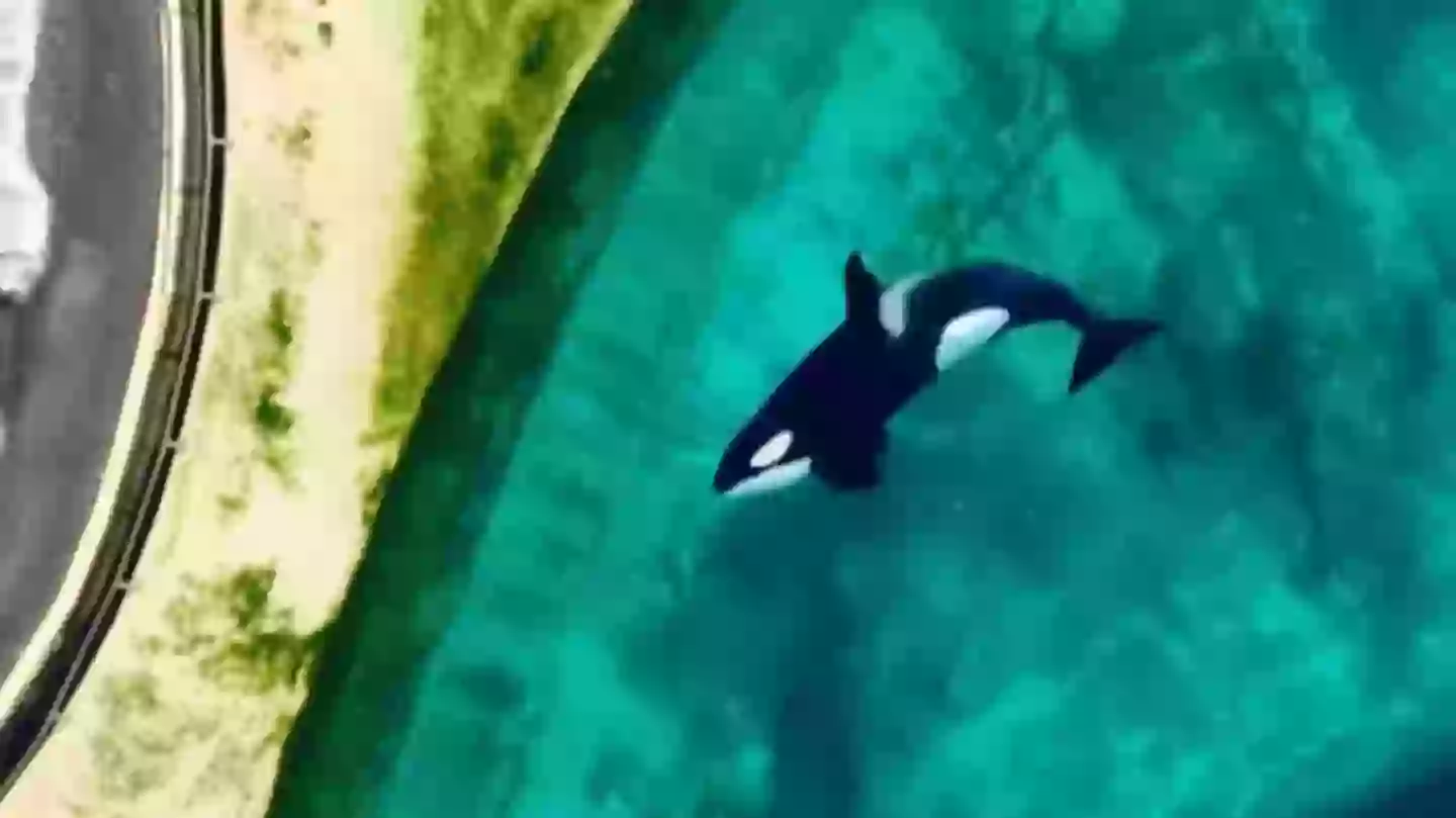 Orca Rop Trap Two orcas left trapped in enclosure in abandoned marine park months ...