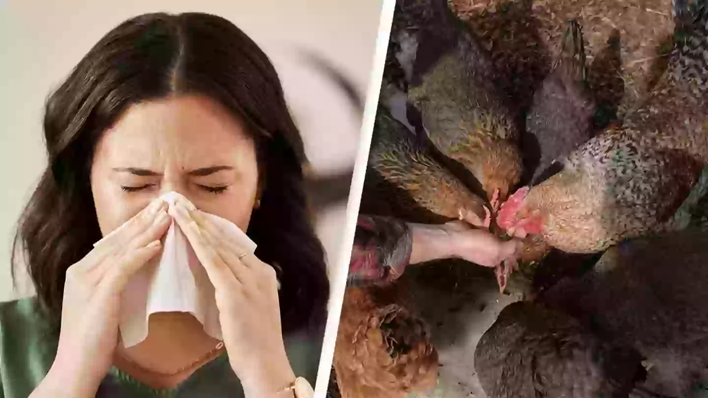 Bird Flu Rash Bird flu symptoms explained as California declares state of emergency ...