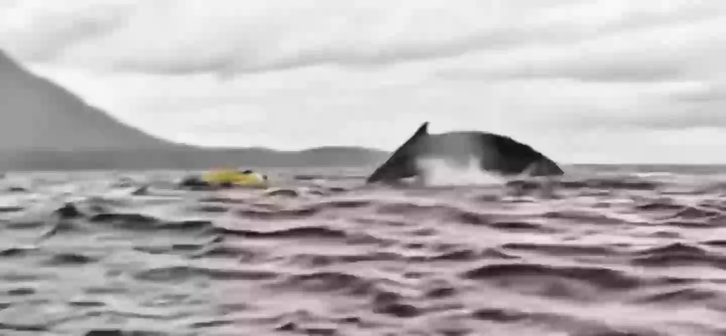 A whale almost ate a man in Chile in recent days, (Twitter / @AMAZlNGNATURE).