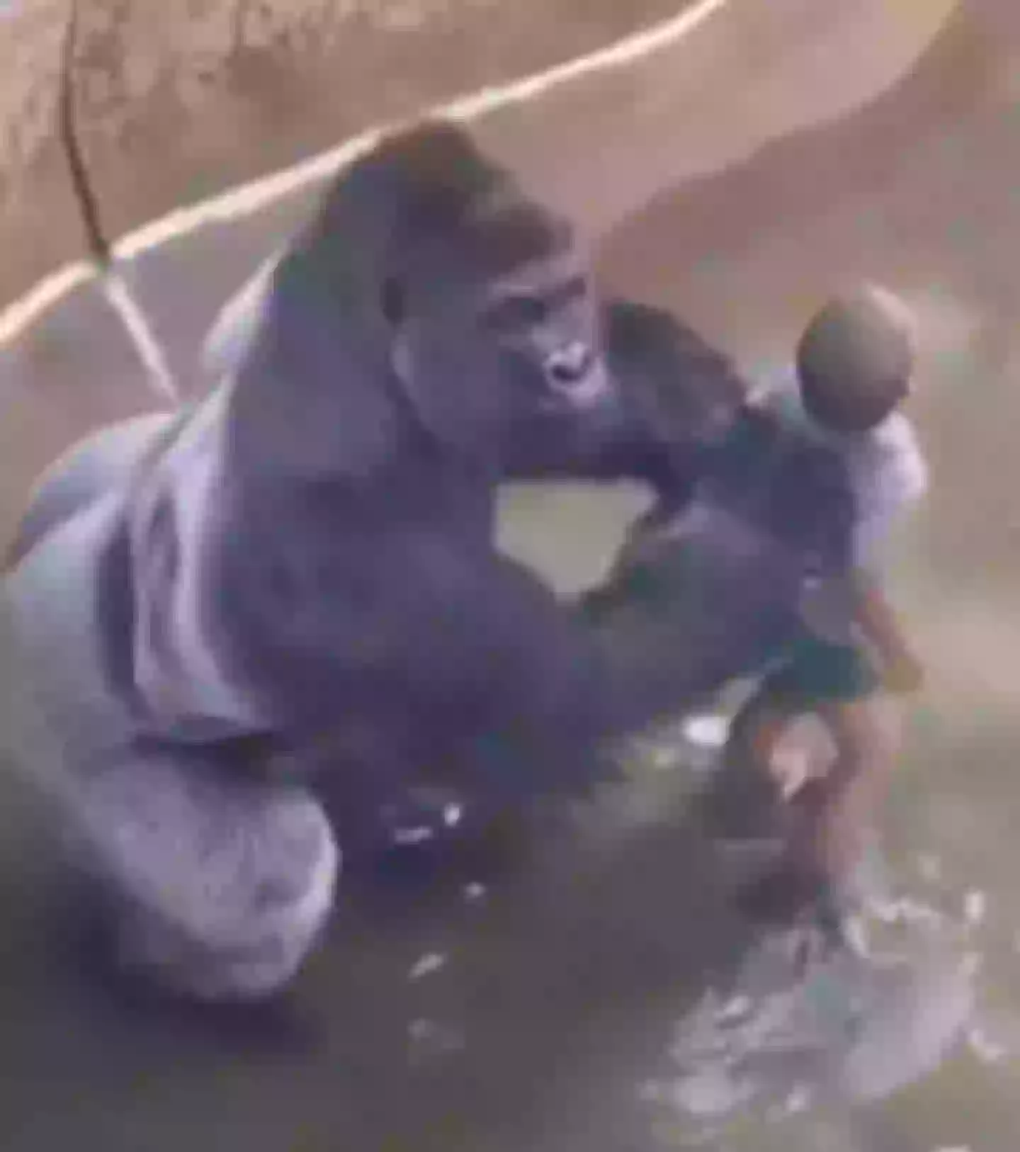 Harambe Rasta Director of Harambe documentary says zoo made critical mistake which ...