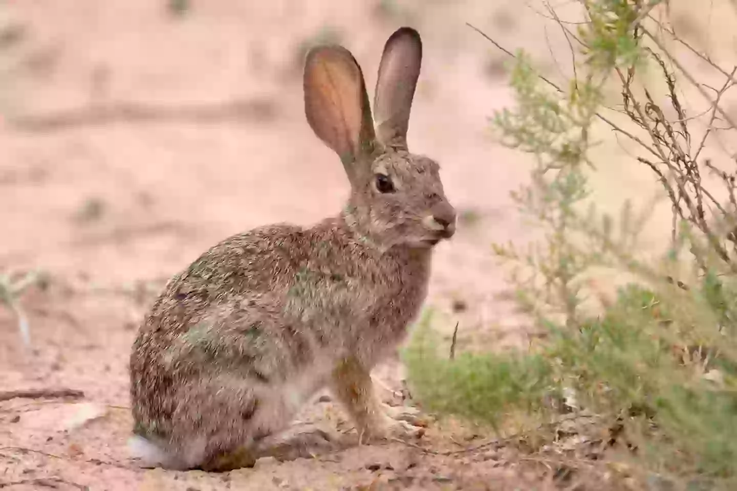 Expert on 'zombie' rabbits with horns in Colorado has message for internet