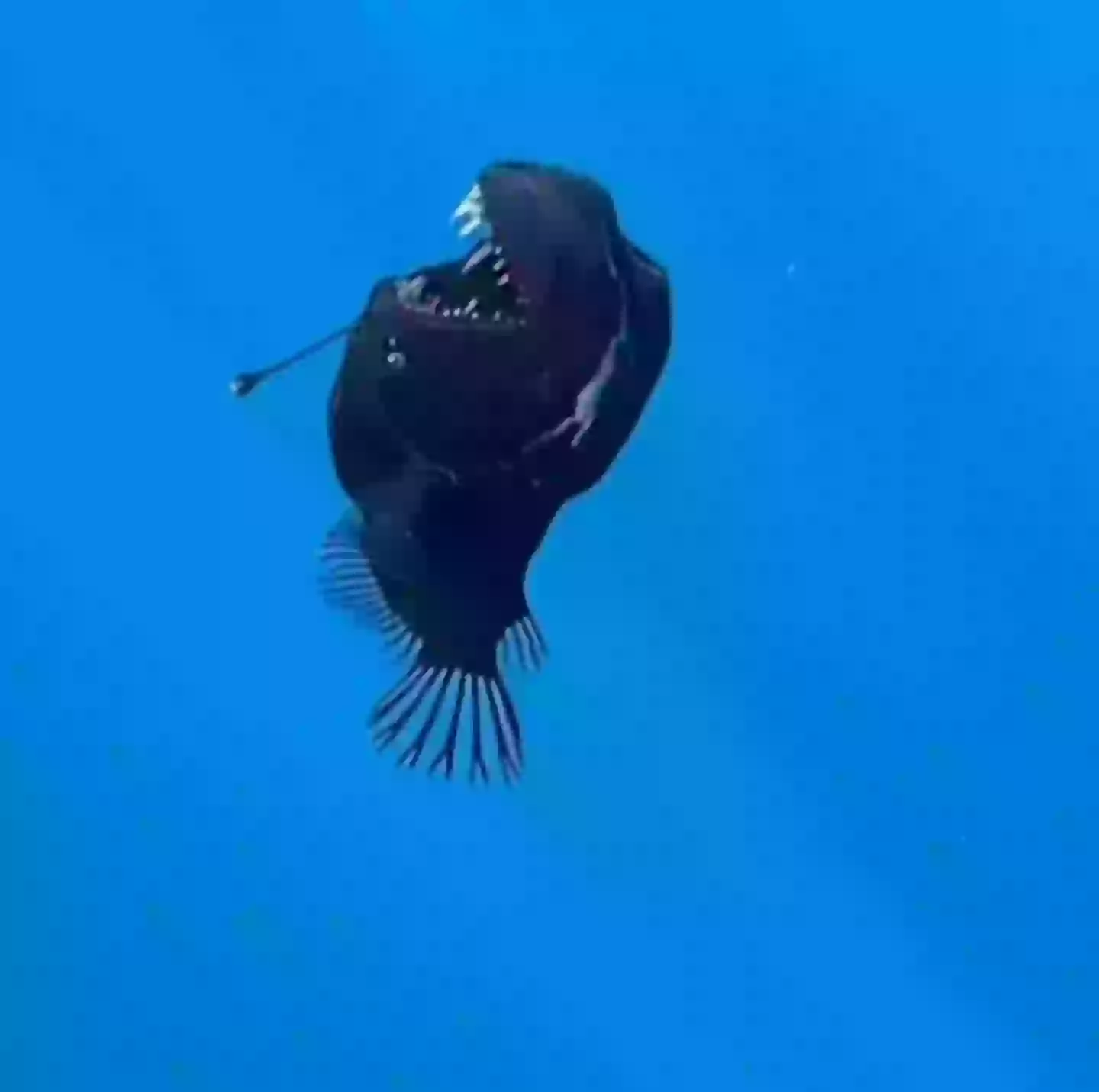 Marine expert reveals truth behind terrifying 'demon fish' caught on film