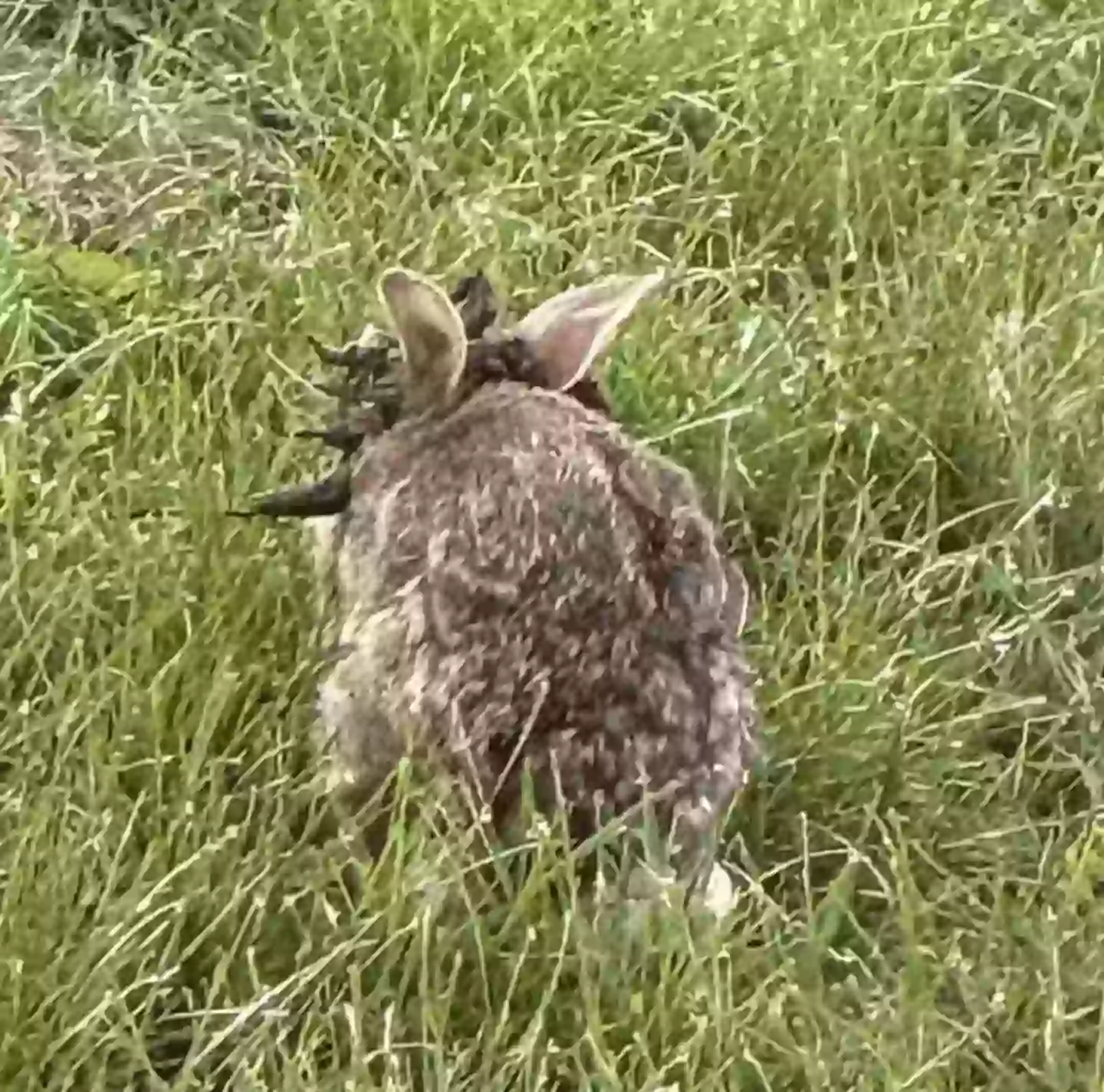 ‘Zombie rabbits’ explained after terrifying photo goes viral