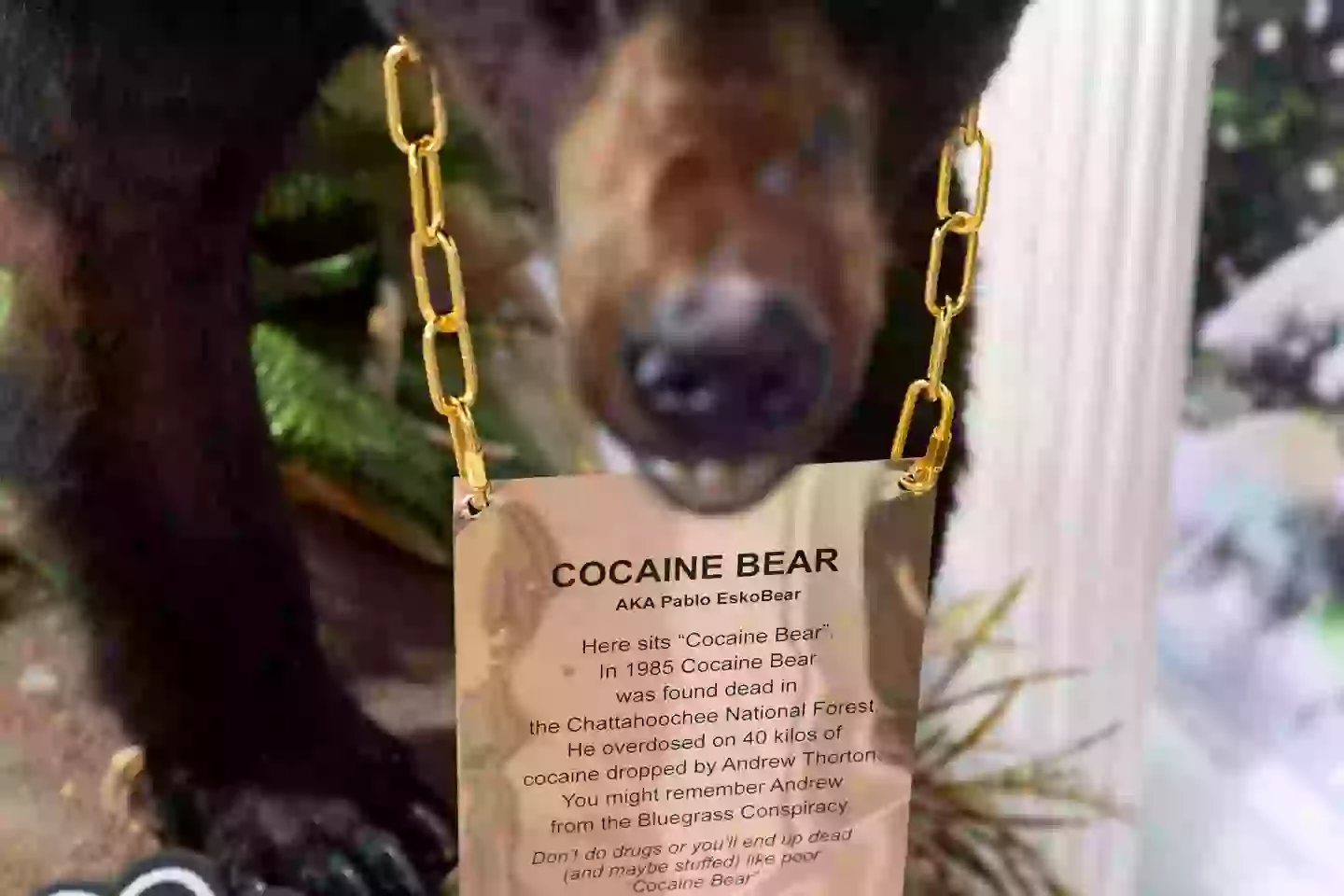 The insane true story behind real-life Cocaine Bear ‘Pablo Eskobear’ as ...