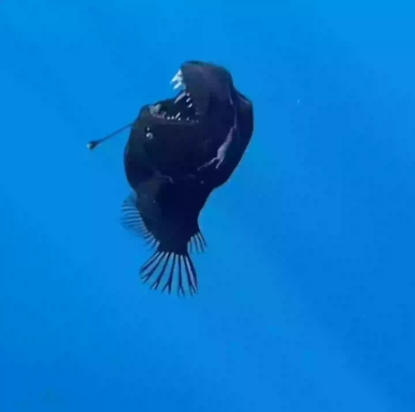 Marine expert reveals truth behind terrifying 'demon fish' caught on film
