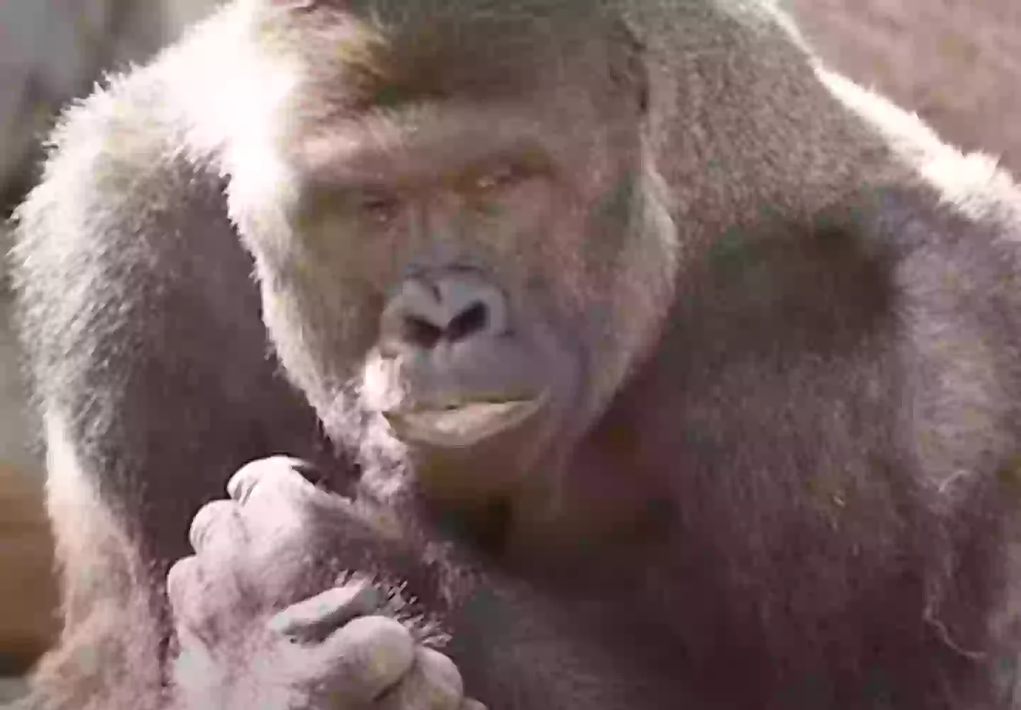 Harambe Rasta New Harambe documentary shows unreleased photos and videos of the gorilla