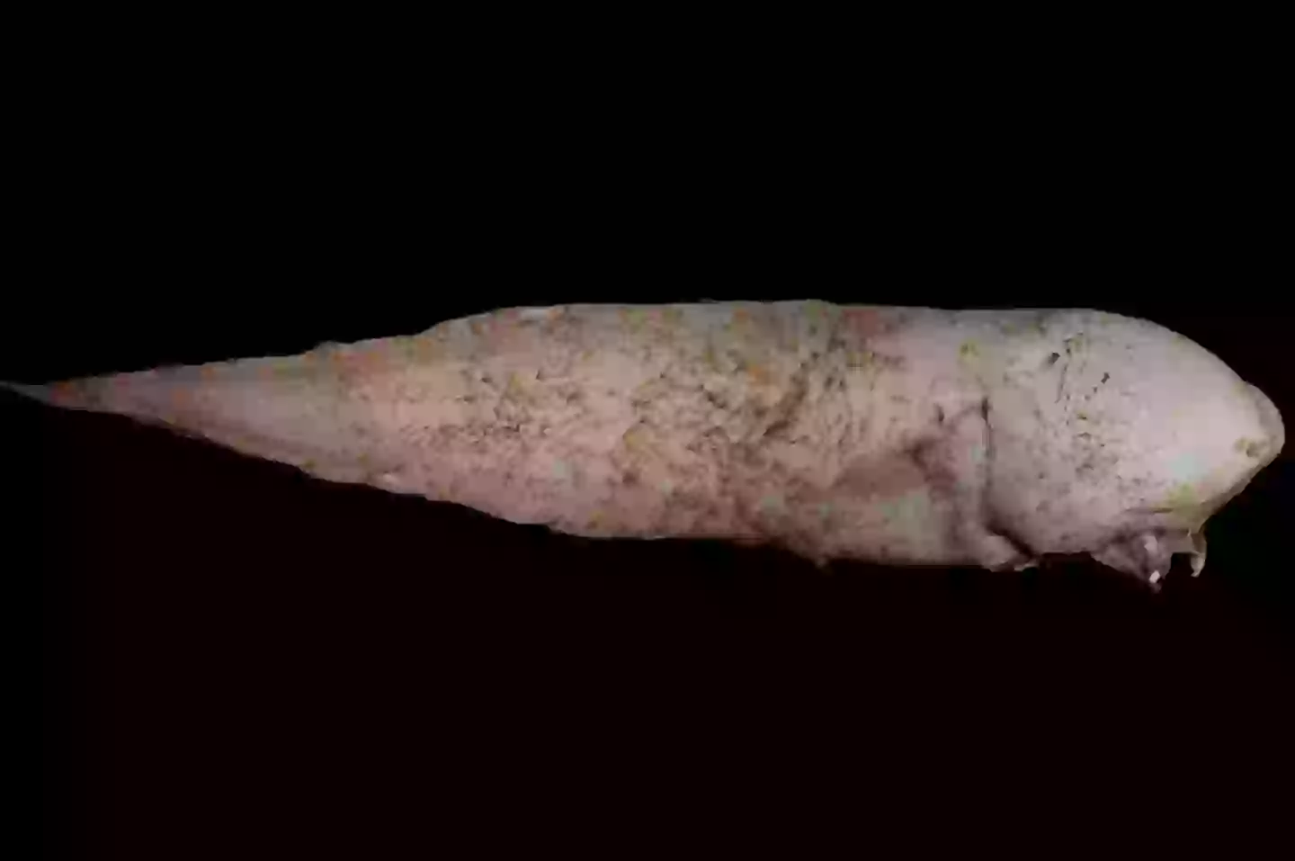 No Skin Fish Mysterious deep sea creature with no facial features was discovered for ...