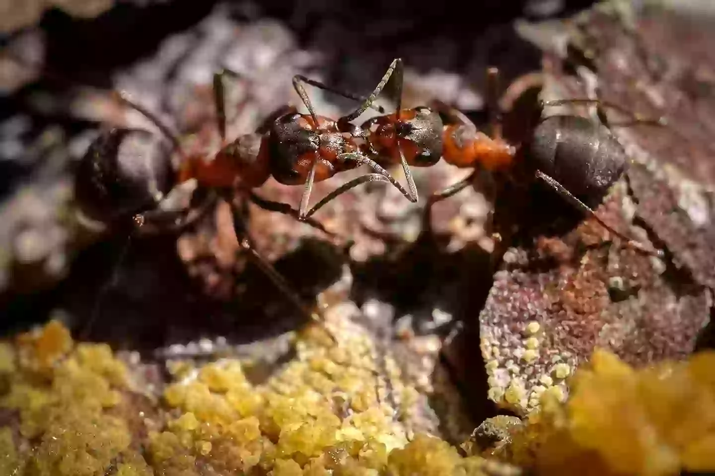Scientists pumped tonnes of cement into abandoned ant hill and ...