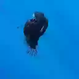 Marine expert reveals truth behind terrifying 'demon fish' caught on film