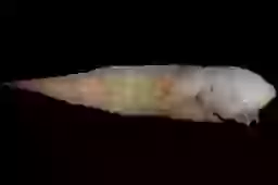 No Skin Fish Mysterious deep sea creature with no facial features was discovered for ...
