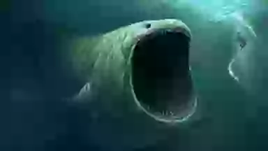 Bloop Close Extremely powerful sound that couldn't be made by animals was recorded ...