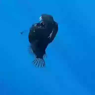 Marine expert reveals truth behind terrifying 'demon fish' caught on film