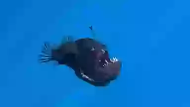 Marine expert reveals truth behind terrifying 'demon fish' caught on film