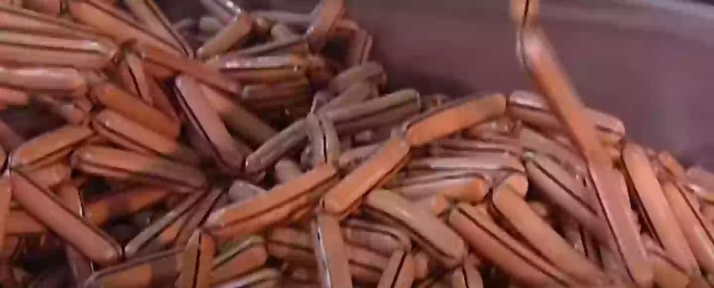 The hot dogs in their casing (Discovery)