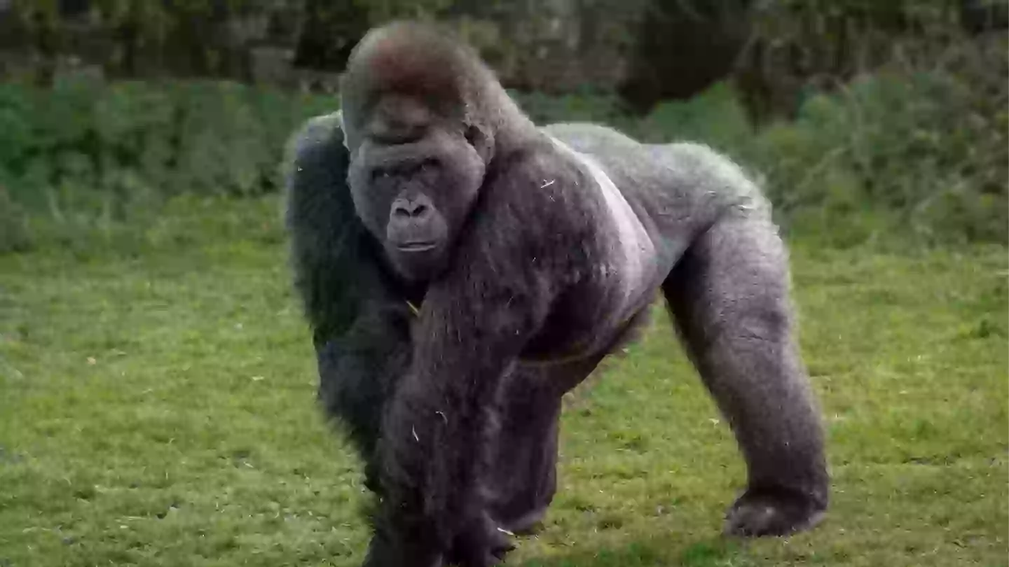 Primatologist finally settles debate on whether 100 men could actually beat one gorilla