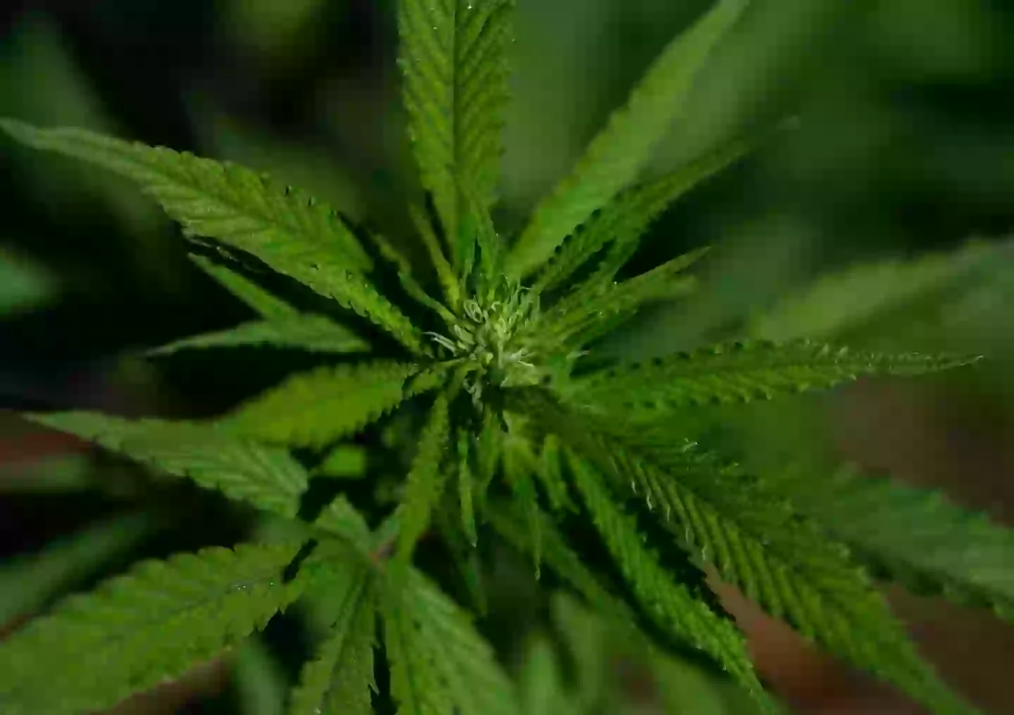 America's cannabis laws can be a tricky subject to wrap your head around (Justin Sullivan/Getty Images)