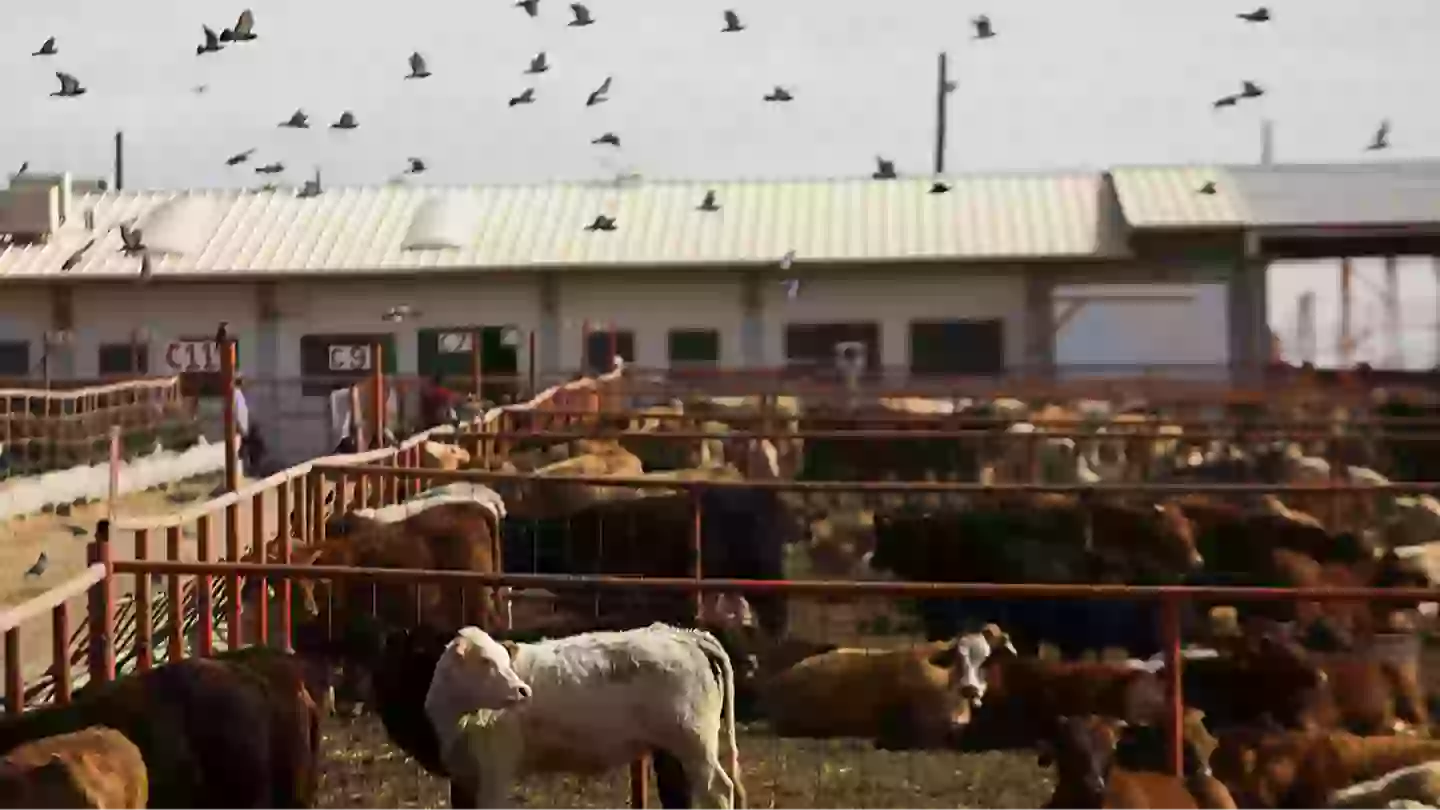 Warning issued as first case of travel-associated flesh-eating parasite confirmed in the US