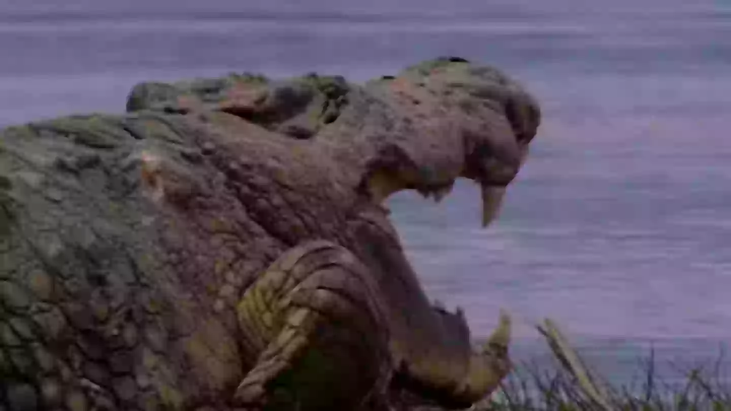 Huge crocodile rumoured to have eaten 300 people escapes capture in dramatic footage