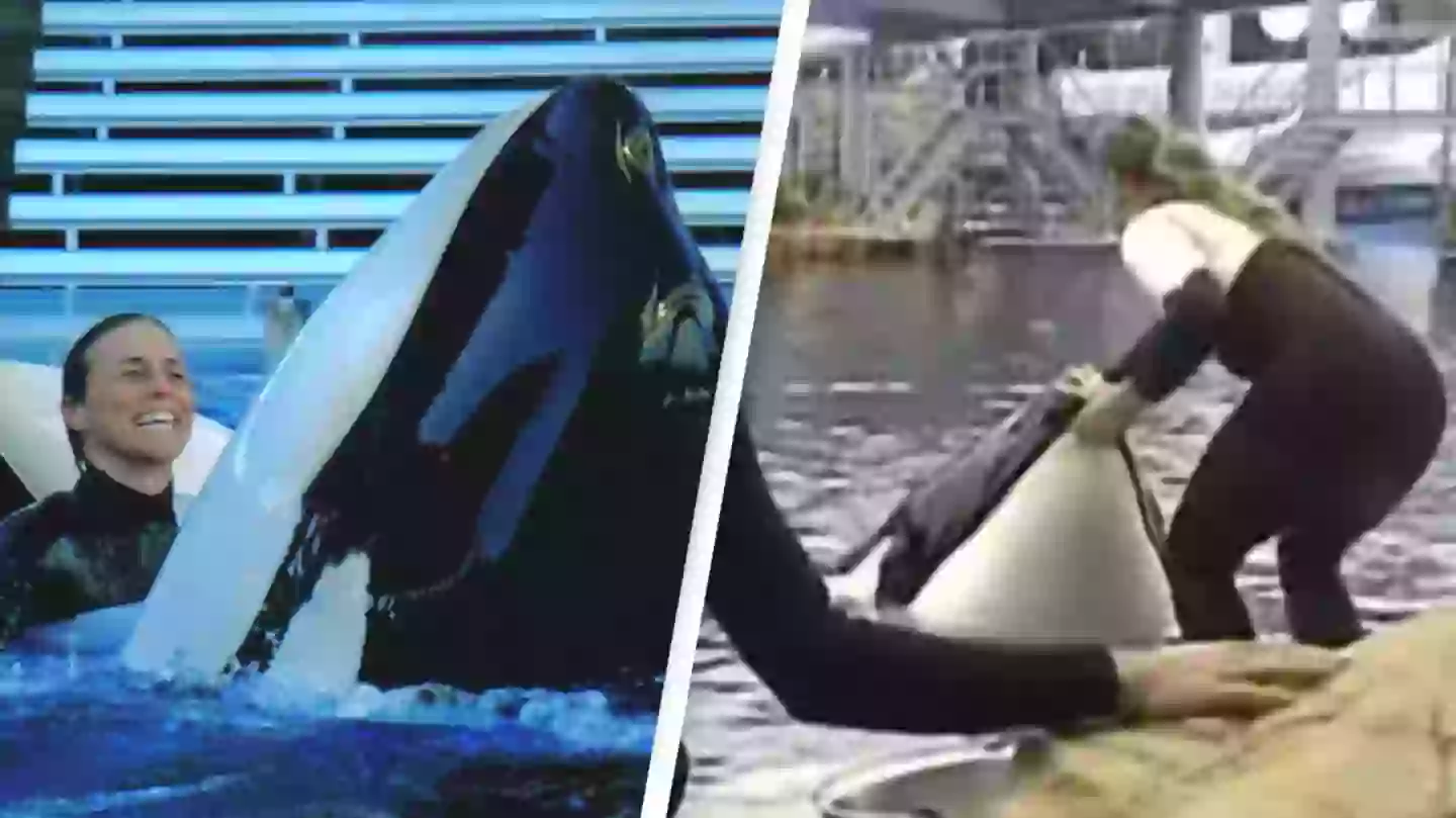 Es sah nicht normal aus" – Schrecklicher Moment, als ein Orca mit einem toten SeaWorld-Trainer im Maul zum Sichtfenster kam