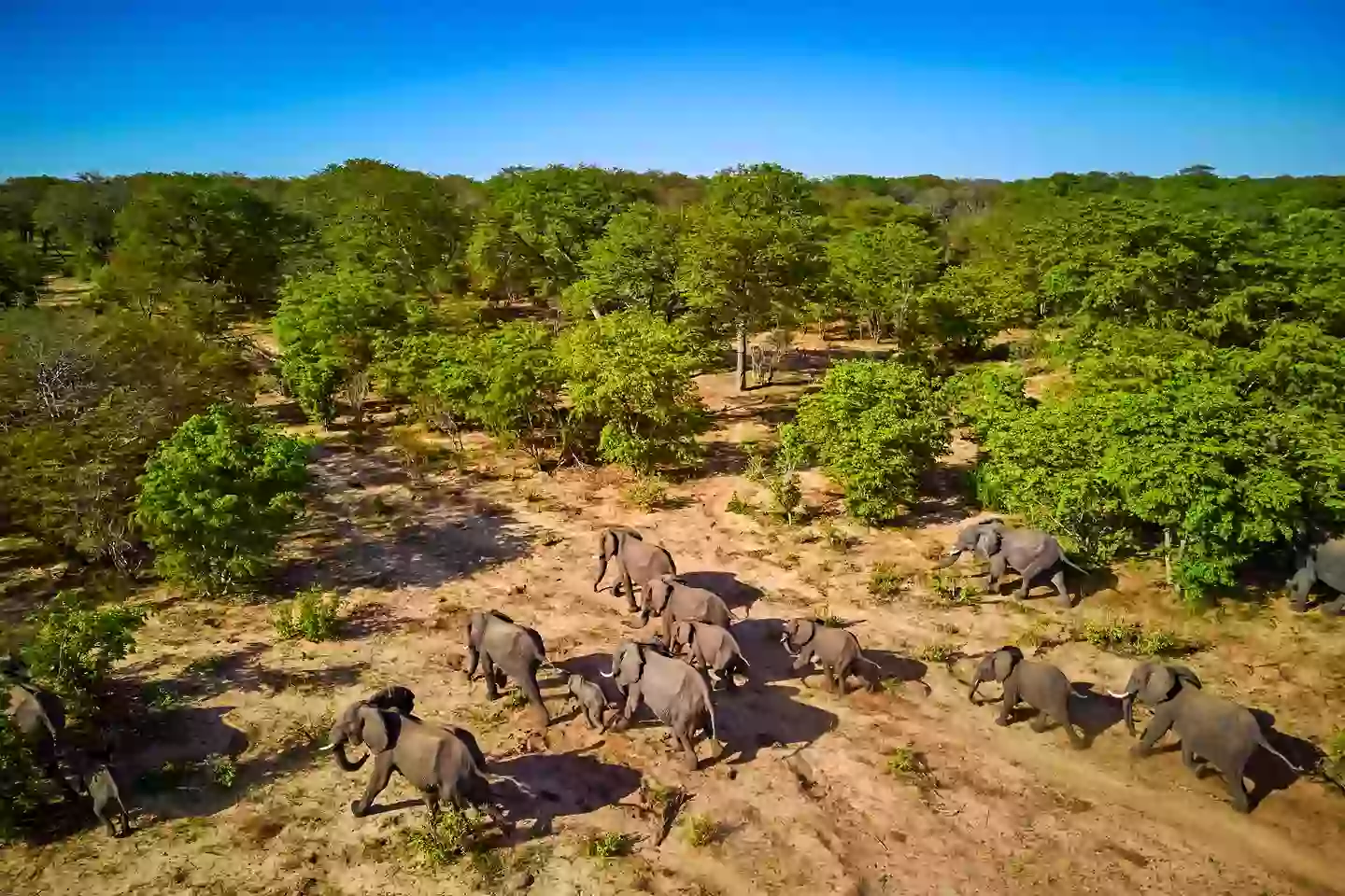 Hwange National Park hosts over 100 mammal and 400 bird species (Tuul & Bruno Morandi/Getty Stock Image)