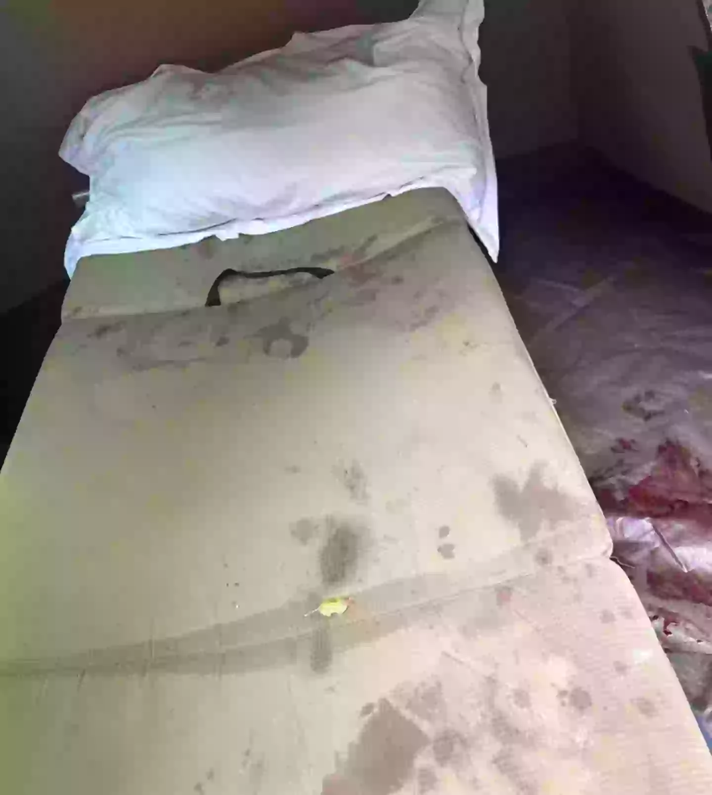 The hyenas managed to enter through a small gap in the tent (Nicolas Hohls)