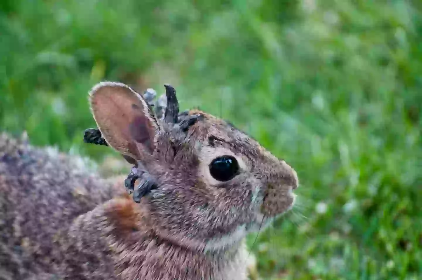 An infected rabbit can pass CRPV on to its fellow bunnies (Education Images/Universal Images Group via Getty Images)