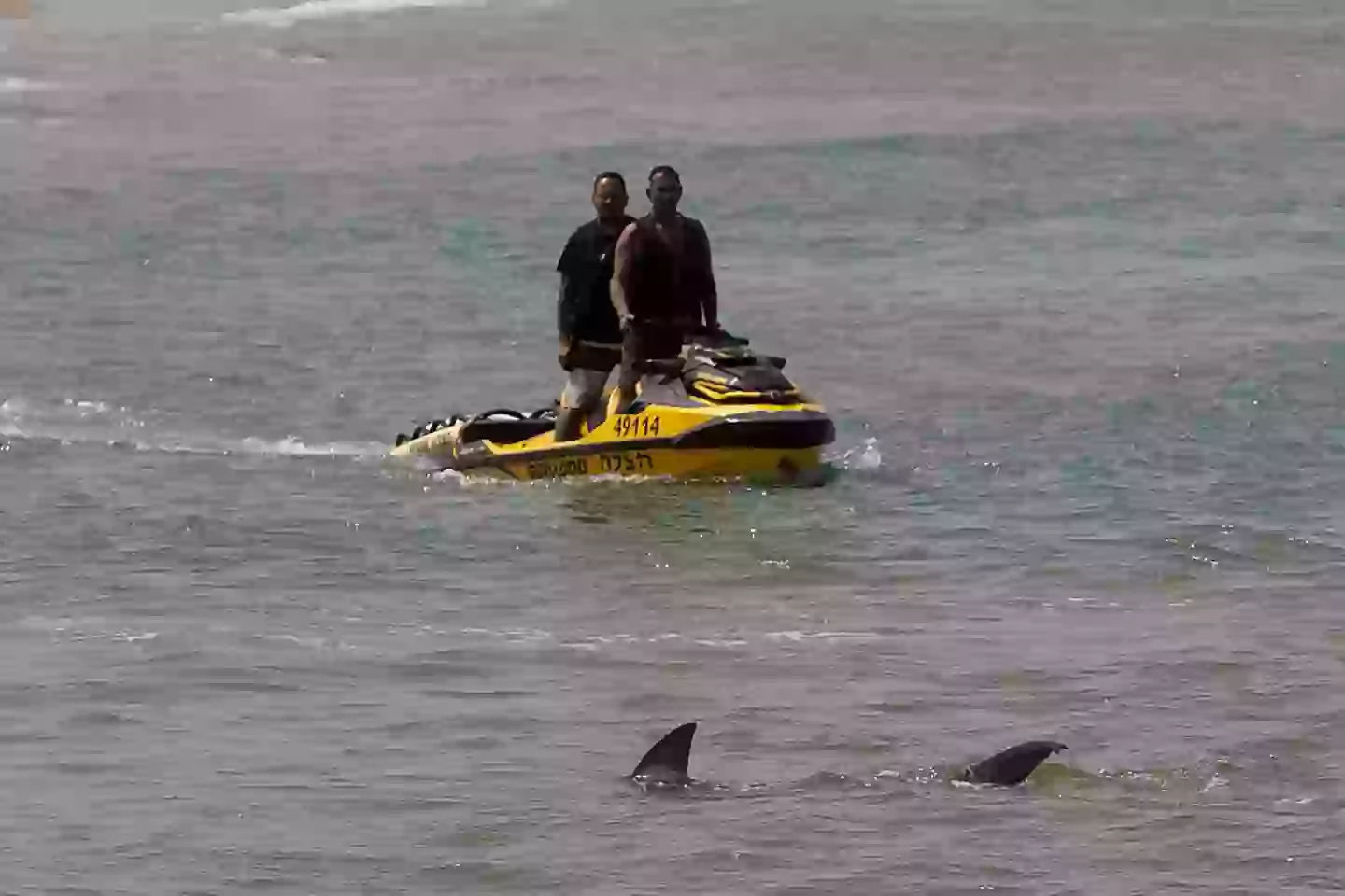 A shark passes by a rescue team on a jet boat while they searching for evidence after a swimmer was attacked by sharks in the water of Hadera in the Mediterranean Sea (Amir Levy/Getty Images)
