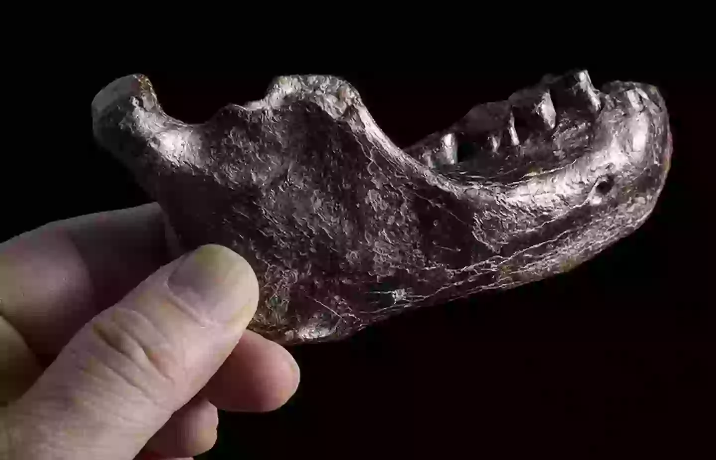 The jawbone was discovered to belong to a Denisovan man (Chun-Hsiang Chang, Jay Chang)