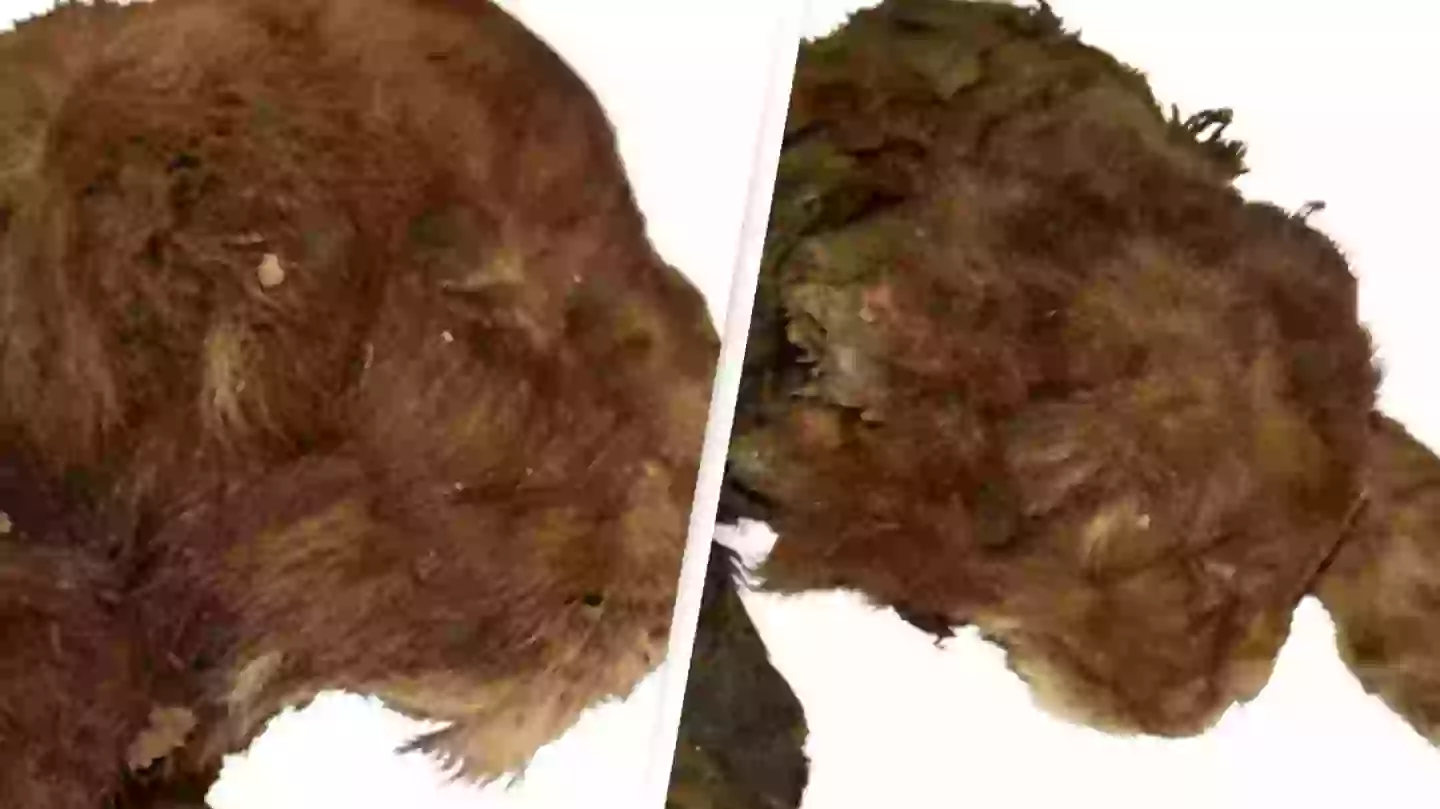35,000-year-old saber-toothed cub found completely intact for the first ...
