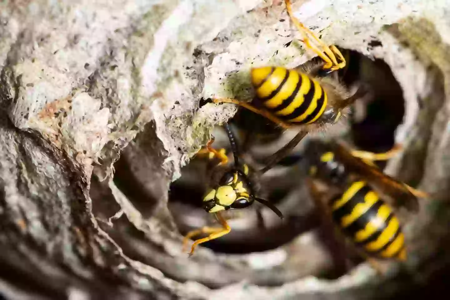 Four wasps nest were discovered at the site (Getty Stock Photo)