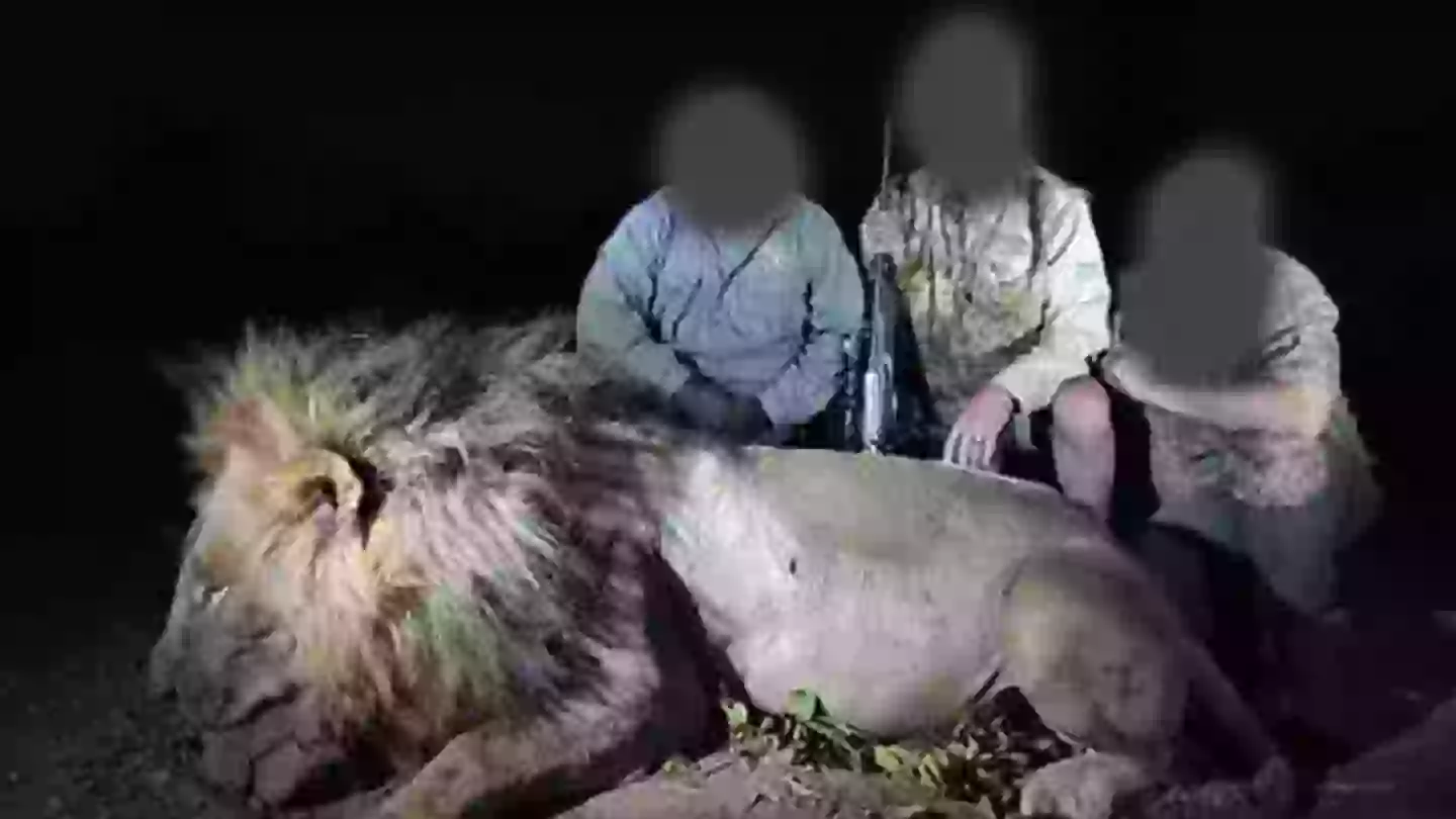 'Beloved' lion is shot dead after being lured from reserve by trophy hunter in chilling $46k kill
