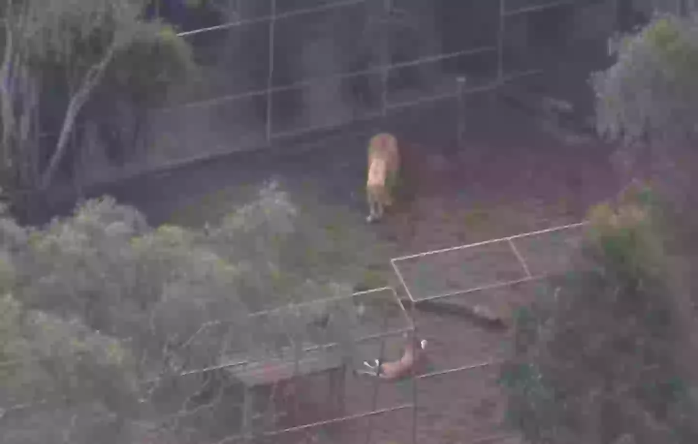 The zoo stressed the lioness will not be put down (ABC News Australia)
