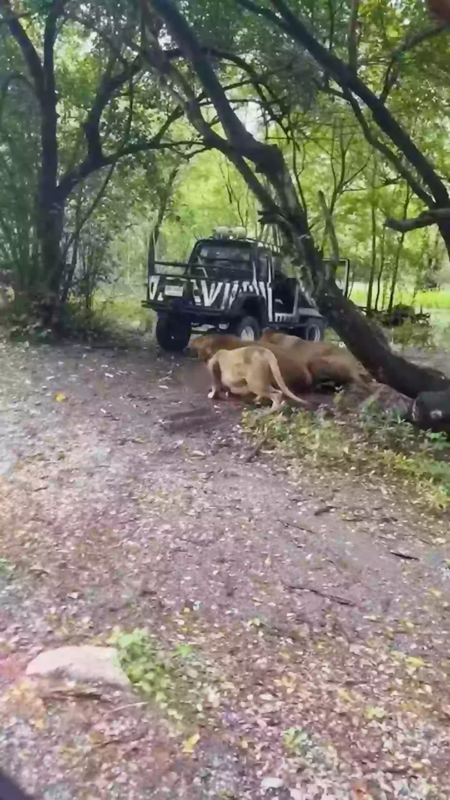 The lions chewed through his body until exposing the bone (Viral Press)