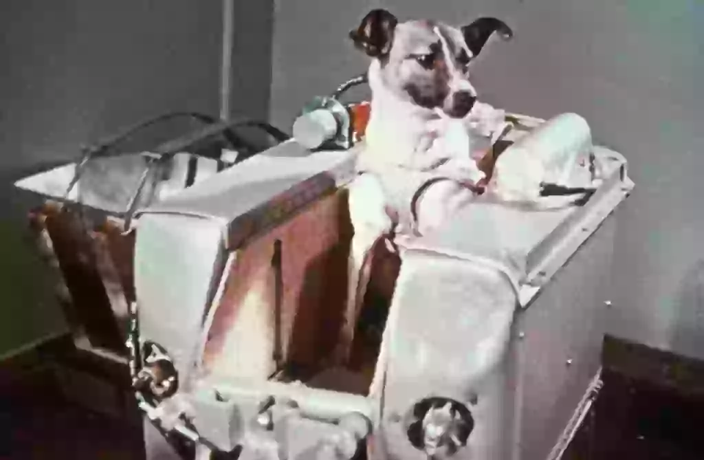Dogs have also been sent to space, including Laika (Sovfoto/Universal Images Group via Getty Images)