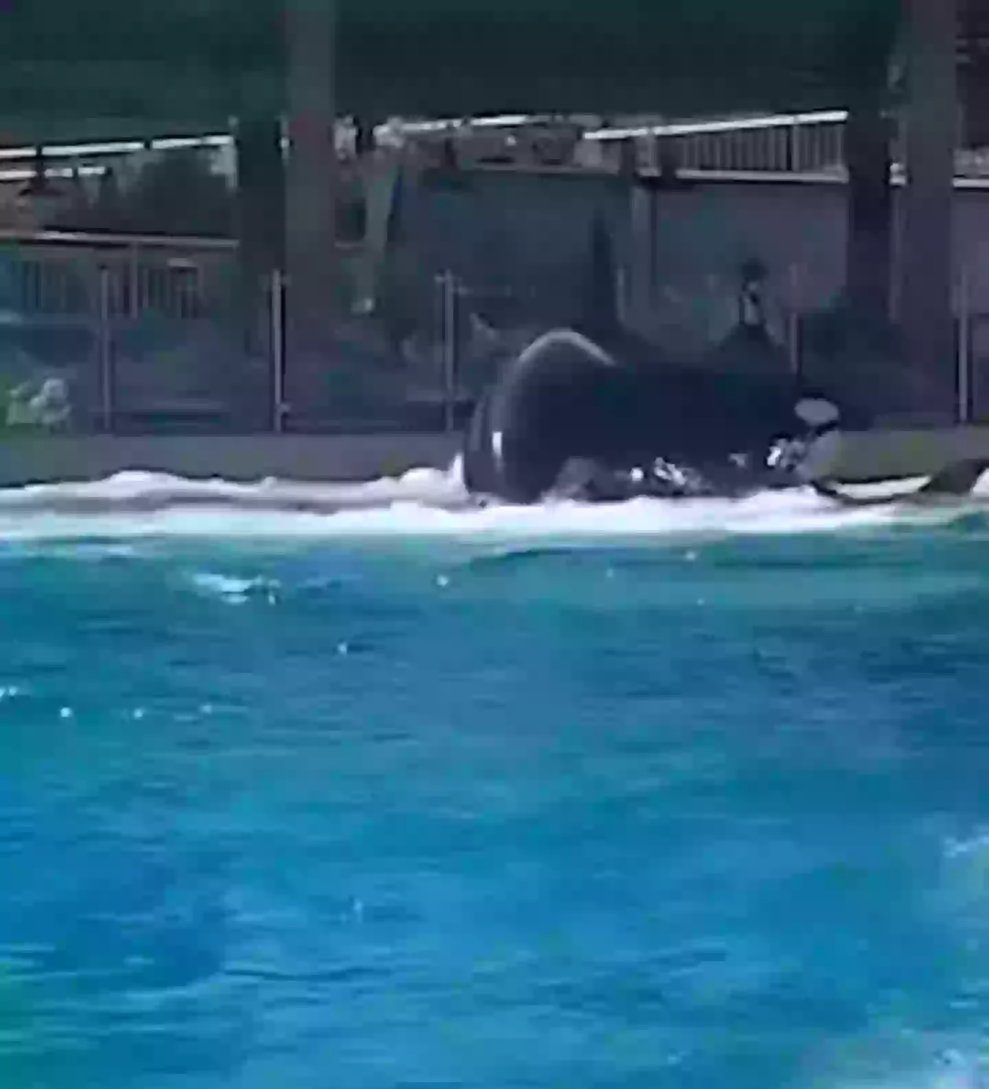 One of the orcas was seen beached on the side. (PETA)